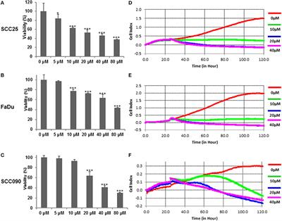 Curcumin-Mediated Degradation of S-Phase Kinase Protein 2 Induces Cytotoxic Effects in Human Papillomavirus-Positive and Negative Squamous Carcinoma Cells